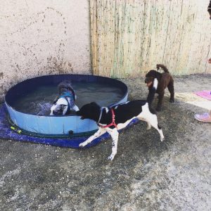 Adiestrador canino en San Juan de Alicante